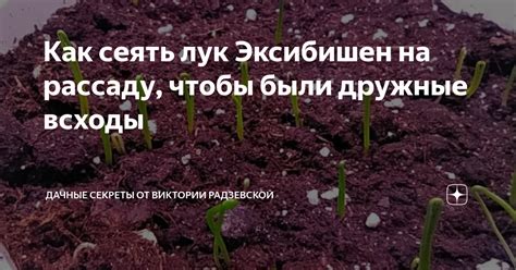 Как сеять лук Эксибишен на рассаду, чтобы были дружные всходы ...