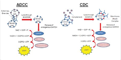 [pdf] Automated Non Radioactive Assay Methods For Adcc And Cdc Assays Semantic Scholar