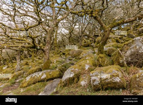 Ancient Oaks In Wistmans Wood Dartmoor National Park Devon Great