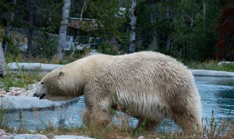 Descubren población de osos polares que no dependen del hielo marino