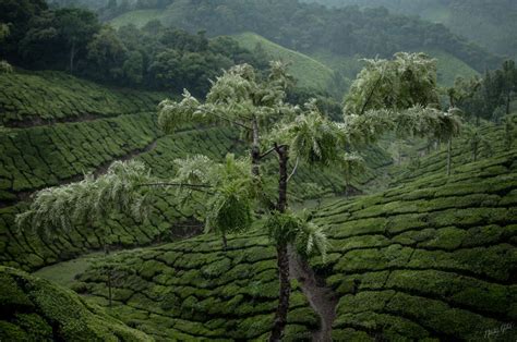 Munnar, India – Nikolaz Godet