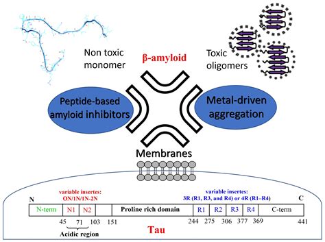 Molecules Free Full Text A And Tau Interact With Metal Ions Lipid