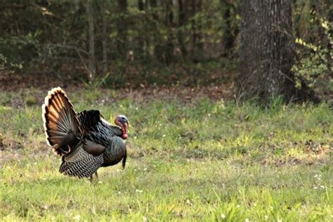 6 Tips To Prepare For Spring Turkey Hunting Huntwise