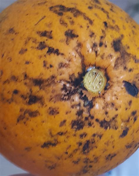 Orange | What is this disease