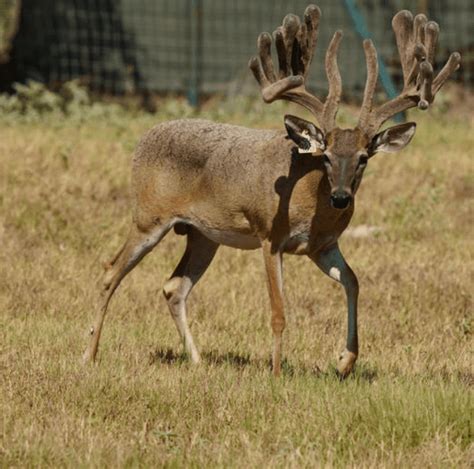 M3 Whitetails Start Getting McExcited Deer Breeder In Texas