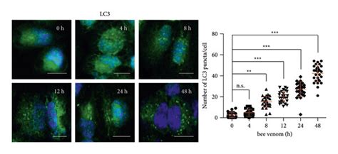 Bee Venom Induces Autophagy In A Dose And Time Dependent Manner A