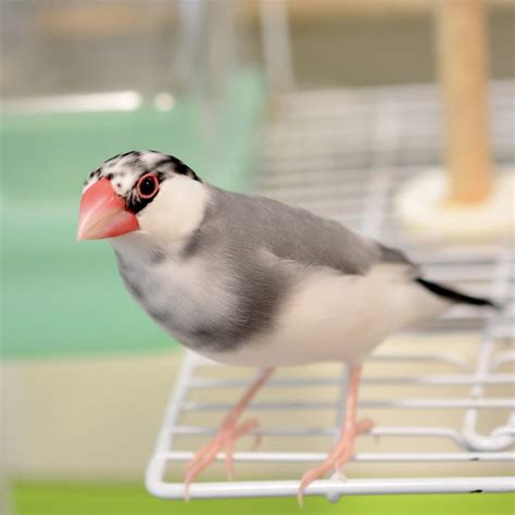 文鳥の放鳥時間はどれくらい必要？放鳥中の注意点と戻らないときの対策