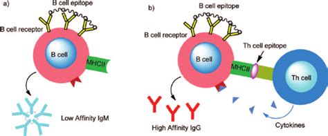 Activation Of B Cells