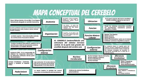 Mapa Conceptual Del Cerebelo