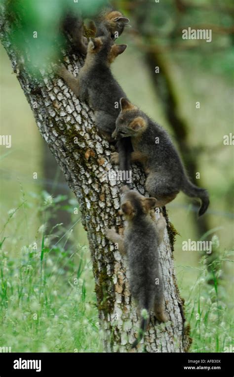 Gray Fox Urocyon Cinereoargenteus Kits Climbing Tree And Playing