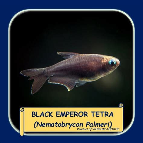 Jual Ikan Hias Air Tawar Ikan Kaisar Black Palmeri Black Emperor