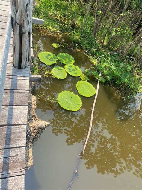 Manaus Safari Amaz Nico Tribo Botos E O Encontro Das Guas Deja