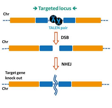 TALEN TAL Effector Genomic Editing Tools GeneCopoeia