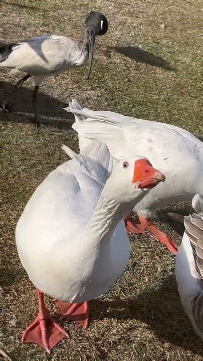 Hissing Goose Youtube