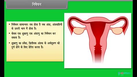 Class 12 Biology Cbse Human Reproduction Ii Icse Free Tutorial Youtube