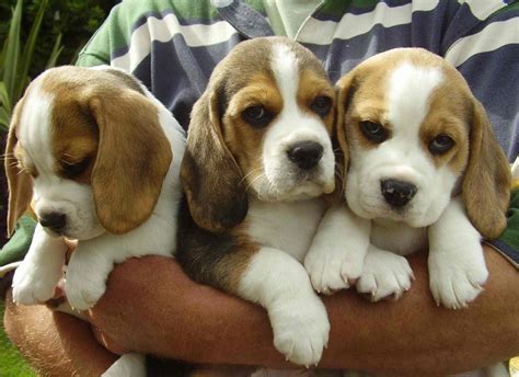 Beaglier (Beagle x Cavalier King Charles Spaniel Mix) Temperament, Puppies, Pictures