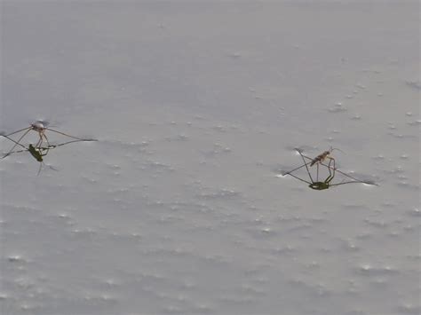 Striped Pond Skaters From Old Landfill Area On August At