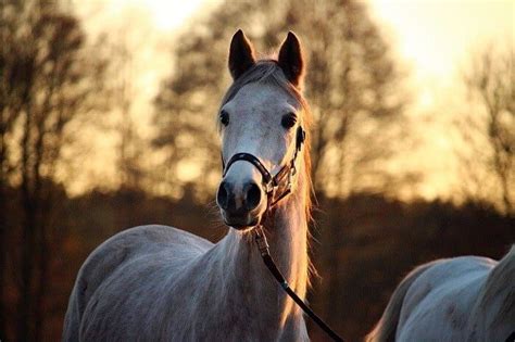 EPM in Horses 101: Causes, Symptoms and Recovery – Todays Equine