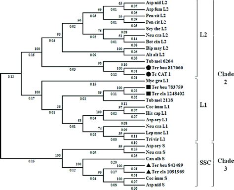 Maximum Likelihood Unrooted Tree Of Fungal Catalases Terfezia Claveryi