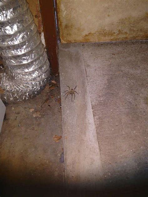 Titiotus Spider A Non Toxic Brown Recluse Look Alike Foothill Sierra Pest Control