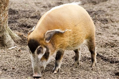 red river hog animals  stock photo public domain pictures