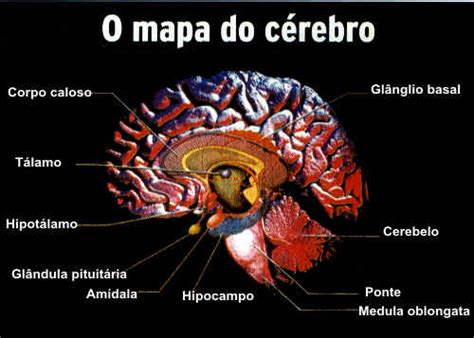 Como Funciona o Cérebro
