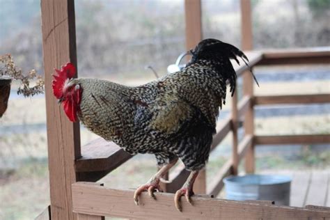 The Plymouth Rock Chicken Breed Ultimate Guide The Hen S Loft