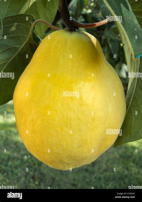 Pear shaped fruit hi-res stock photography and images - Alamy