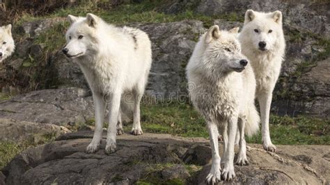 A Pack of Arctic Wolves in Fall Stock Photo - Image of portrait, pack ...