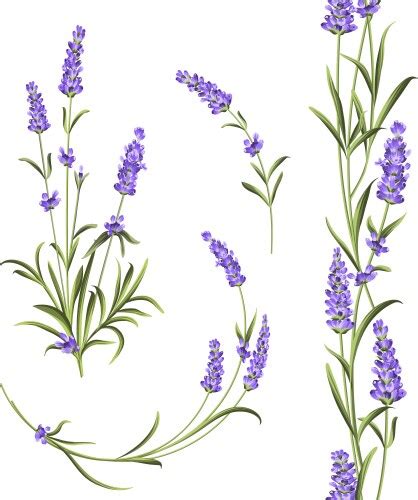 Lavender Vector Images (over 20,000)