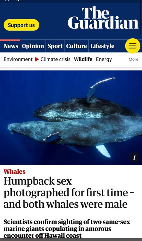 Humpback Sex Photographed For The First Time Rbrandnewsentence