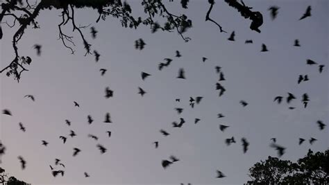 Bats Flying Stock Footage Video | Shutterstock