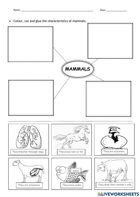 mammals characteristics - ESL worksheet by yovily23 - Worksheets Library