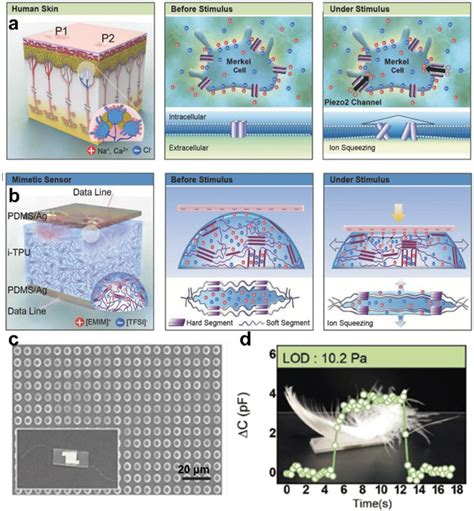 A PIEZO2 Ion Channel Proteins Distributed On Merkel Cell Membranes