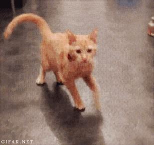 Cat Playing GIF - Find & Share on GIPHY