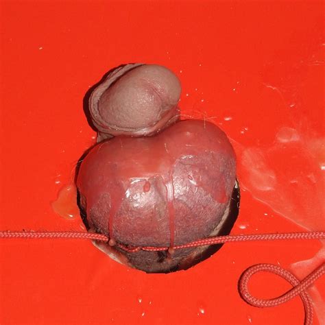 Hot Wax Pics XHamster