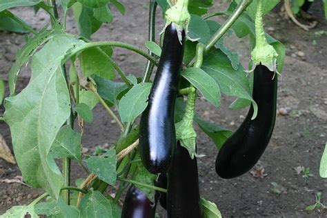 Aubergine Violetta Lunga 3 Solanum Melongena Biologische Groentezaden