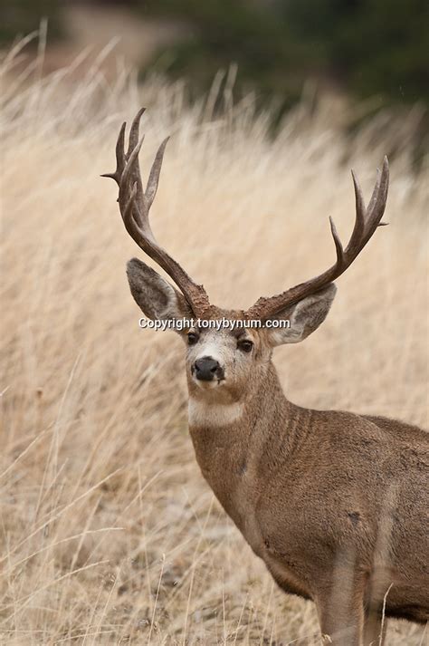 Mature Mule Deer Buck Face On Looking Into Camera Grass Open Country