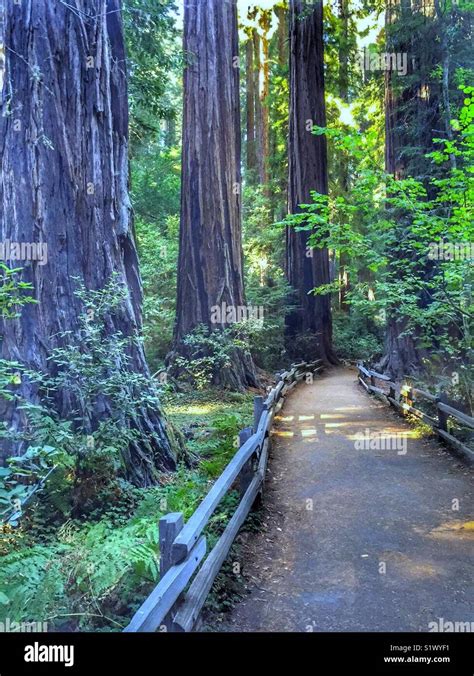 Path Through The Redwoods At Muir Woods National Monument Stock Photo