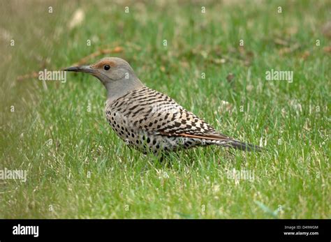 Northern Flicker Female Hi Res Stock Photography And Images Alamy