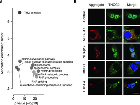 Cytoplasmic Protein Aggregates Interfere With Nucleocytoplasmic