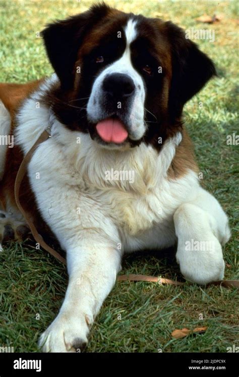 Beethoven Dog Breed