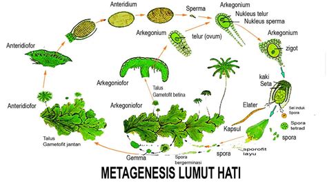 Metagenesis Lumut Hati dan Skema Penjelasan Lengkap (Pasti Paham)