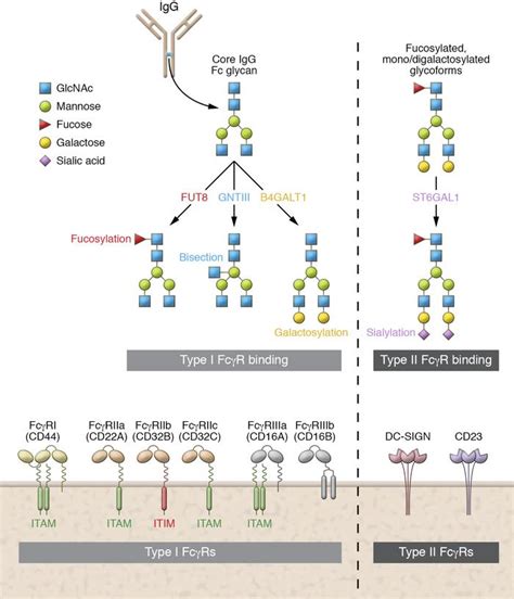 Jci Functional Diversification Of Iggs Through Fc Glycosylation