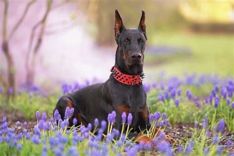 The Best Dog Spike Collars For Tough, Stylish Pets - Dogtime