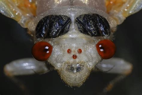 Cicadas 2024 See Photos Of The Rare Double Brood Emergence Across The U S