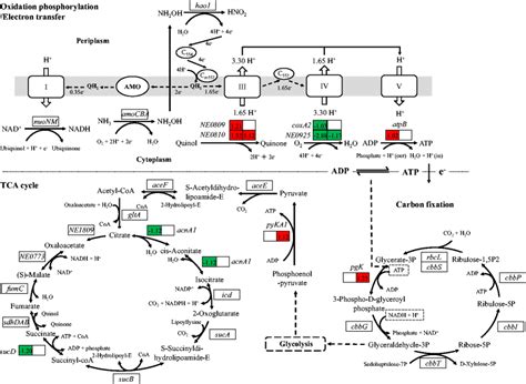 Oxidative Phosphorylation Electron Transfer Carbon Fixation And TCA