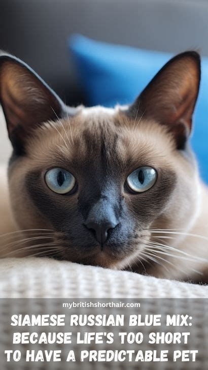 Siamese Russian Blue Mix Cat - 15 Fascinating Facts About Russian Blue ...