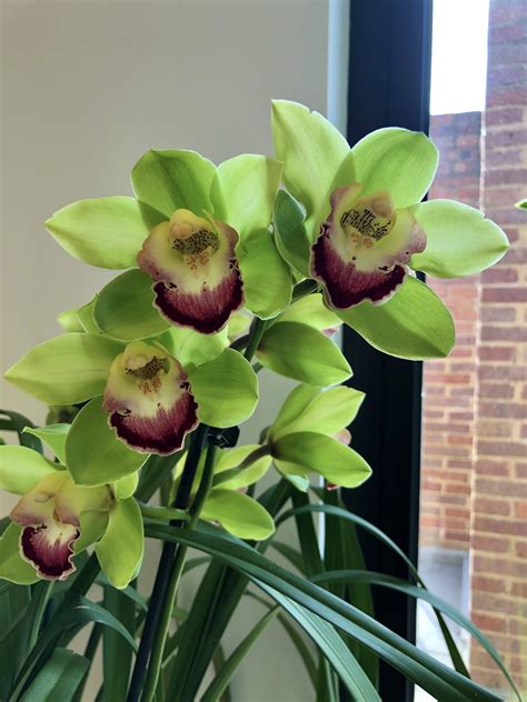 Cymbidium Granny Smith Southern Suburbs Orchid Society Inc