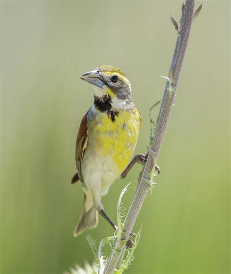 Glorious Dickcissel Photograph By Julie Barrick Fine Art America